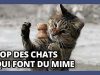 chat imitateurs