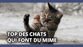 chat imitateurs