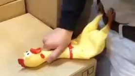 Humour poulet qui crie comme une femme