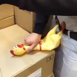 Humour poulet qui crie comme une femme