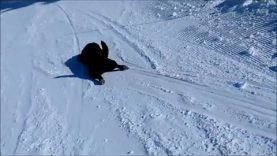 Chien qui fait de la luge
