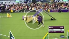 Chien distrait lors d’un concours d’agilité aux Etats-Unis