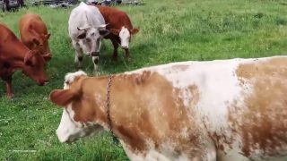 Des vaches dérangées dans leur prairie par une tortue