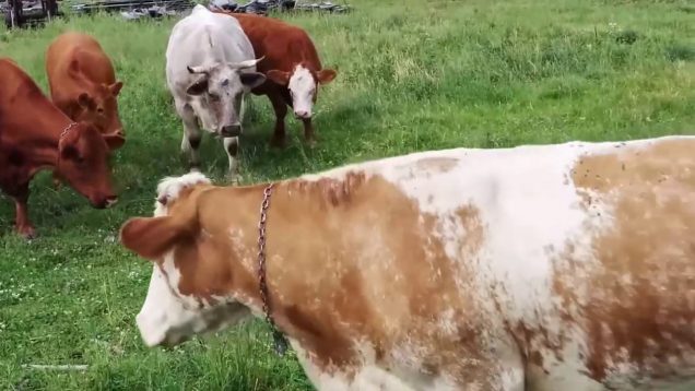 Des vaches dérangées dans leur prairie par une tortue