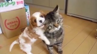 Les moments les plus drôles entre chiens et chats