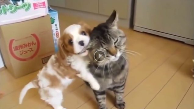 Les moments les plus drôles entre chiens et chats
