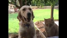 Un chat se fait piéger en voulant voler une frite à un chien