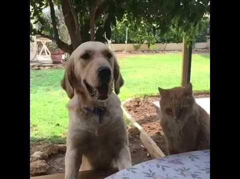 Un chat se fait piéger en voulant voler une frite à un chien