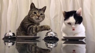 Deux chats mignons réclament des croquettes à l’aide d’une sonnette