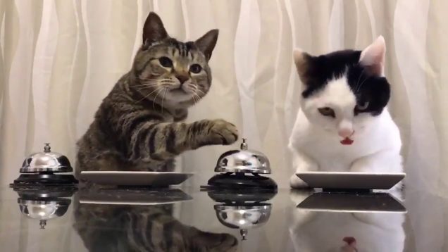 Deux chats mignons réclament des croquettes à l’aide d’une sonnette