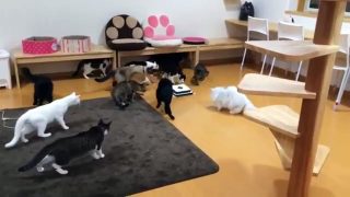 Quand des chats découvrent un robot aspirateur