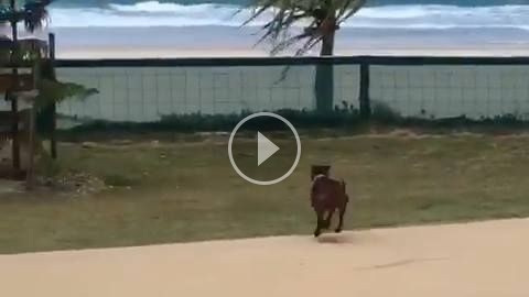 Un chien rate son saut pour aller chercher la balle