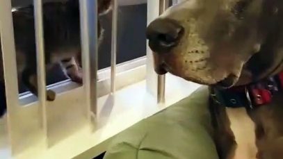 Ce chien a une drôle de façon de réagir quand un chaton lui touche le museau