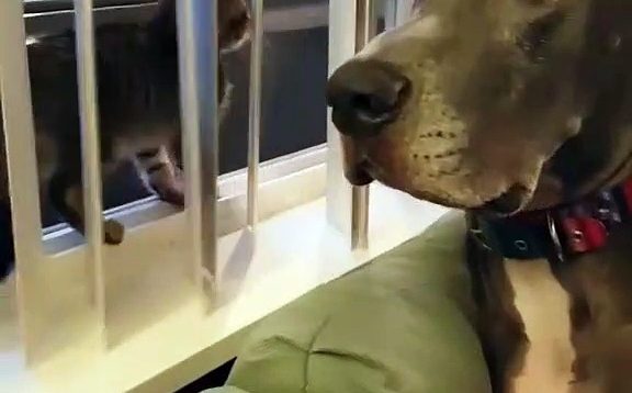 Ce chien a une drôle de façon de réagir quand un chaton lui touche le museau